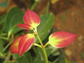 Cinnamomum verum young leaves at Thattekkadu, India