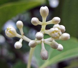 Ceylon cinnamon, Hong kong park