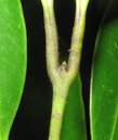 Cinnamomum verum