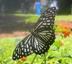 Chilasa clytia, Common Mime, Mumbai, Maharashtra, India