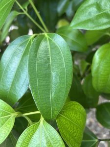 Cinnamomun verum leaf