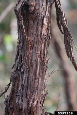 Grape, Vitis sp. L. tree trunk