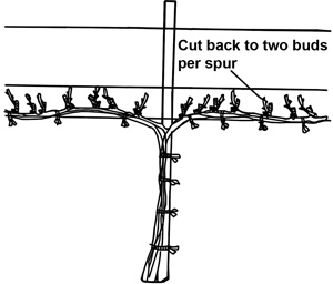 Mature French hybrid on Low Wire Cordon after pruning