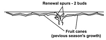 Grape vine properly pruned showing fruiting canes and renewal spurs