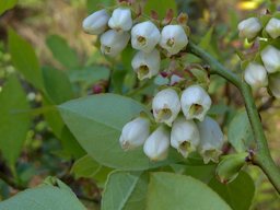 Southern Highbush Blueberry Vaccinium formosum, Baker, Baker, FL, US