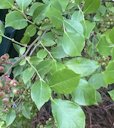 Southern Highbush Blueberry Vaccinium formosum, Manns Chapel Rd, Chapel Hill, NC, US