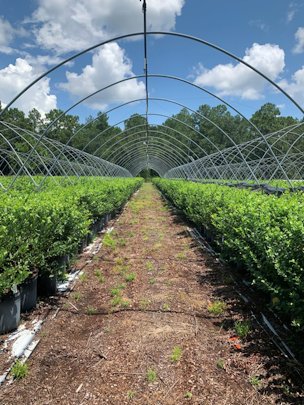 Southern highbush blueberry plants grown in containers