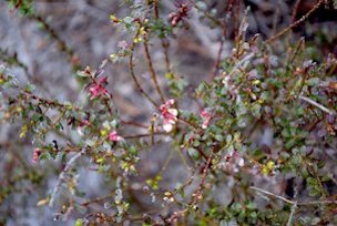 Vaccinium darrowii is redder than Vaccinium myrsinites