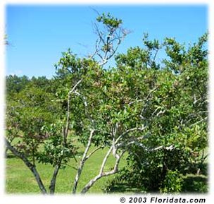 Rabbiteye blueberries grow as tall open shrubs which makes picking the fruit a pleasure