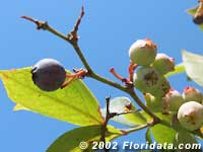 Rabbiteye Blueberry