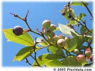 t's mid-June in Georgia and the rabbiteye blueberries are just beginning to ripen.