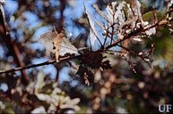 Damage - notching on leaves - by Diaprepes abbreviatus (L.)