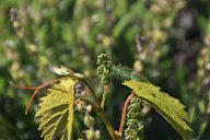 Wine Grape Vitis vinifera, Vodice, Croatia