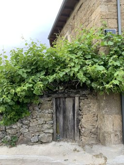 Wine Grape Vitis vinifera, Zamora, Spain