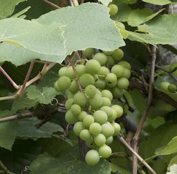 'Isabella' grapevine (Vitis labrusca). Espiye , Giresun, Turkey