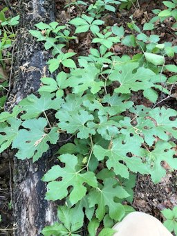 Summer grape, Vitis aestivalis,  Texas, USA