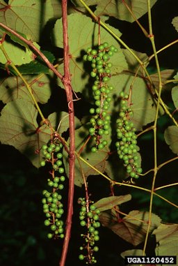 Summer grape (Vitis aestivalis)