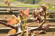 Wine Grape Vitis vinifera, Poppendorf, Austria