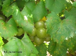 Muscadine Grape