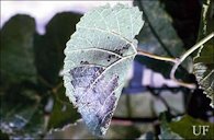 Damage to bunch grape foliage caused by the grape leaffolder