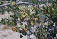 Pierce's disease on grape leaf