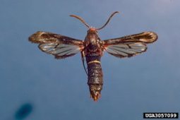 Grape root borer female