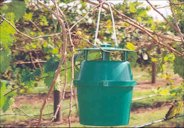 Grape Root Borer Trap