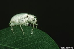 Pachnaeus opalus, northern citrus root weevil