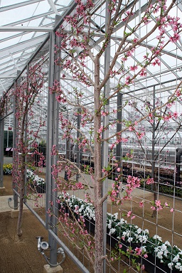 Prunus persica var. nucipersica Lafayette