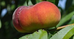 Peach ‘UFO‘