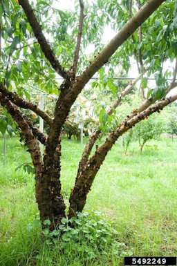 Fungal Gummosis, Botryosphaeria rots and cankers