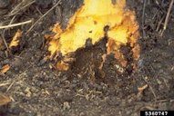 Damage to the base of a peach tree, caused by larvae of the peach tree (crown) borer, Synanthedon exitiosa