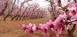 Flowering peach branch between rows of trees