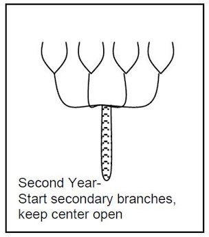 Second year: start secondary branches, keep center open