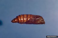 Grape Root Borer Pupa(e)