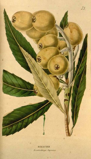 Eriobotrya japonica (Thunb.) Lindl.