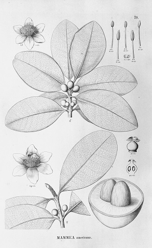 Mammea americana L.