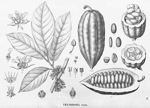 Theobroma cacao L.