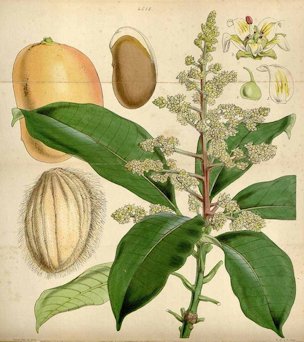 Mangifera indica L.