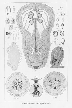 Punica granatum L.