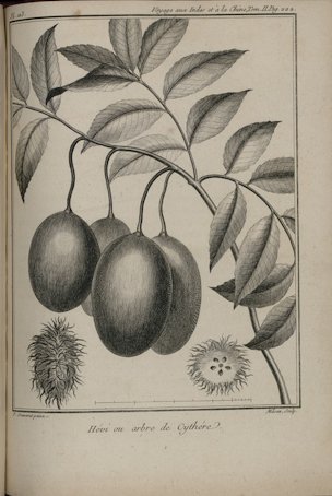 Spondias dulcis Foster & Forster f. [as Spondias cytherea Sonn.]