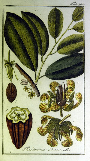 Theobroma cacao L.