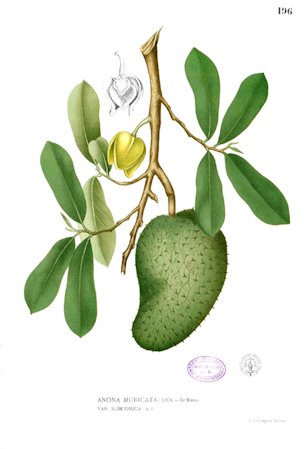 Annona muricata