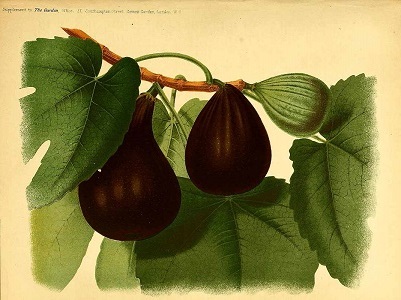 Ficus carica L.