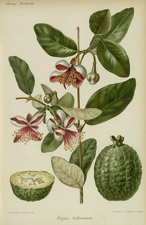 Acca sellowiana (O. Berg) Burret [as Feijoa sellowiana (O. Berg) O. Berg].