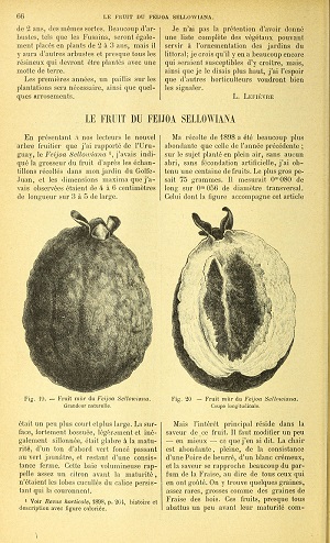 Acca sellowiana (O. Berg) Burret [as Feijoa sellowiana (O. Berg) O. Berg]