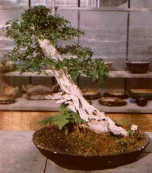 Bonsai Che