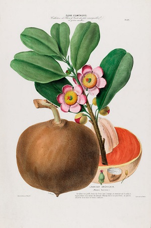 Mammea americana L. [as L’ abricot américain]