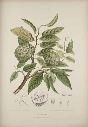 Annona squamosa L.