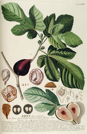 Ficus carica L.